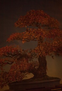 http://www.peterwaterschoot.com/files/gimgs/th-13_bonsai.jpg